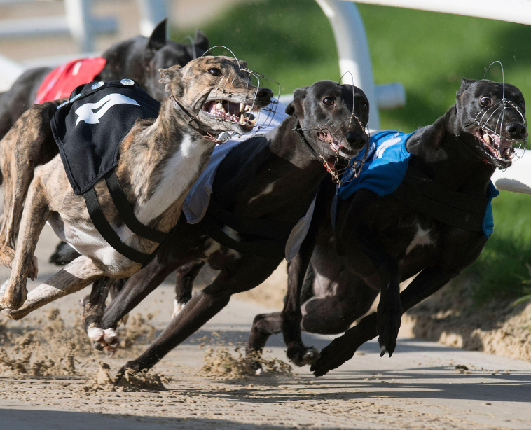 Greyhound racing